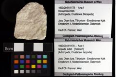 Foto (Objket + Etiketten) von Isopoda indet. 